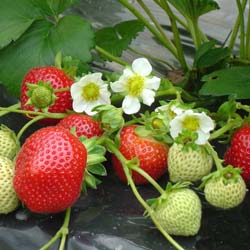 Fresas 'Maestro'